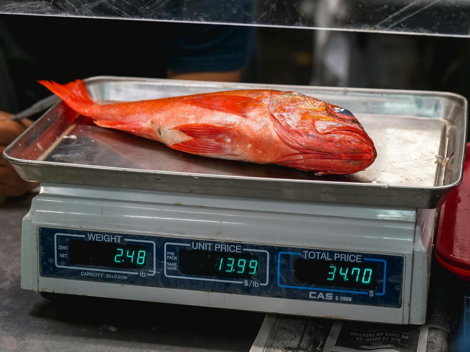 fresh snapper on a weighing scale